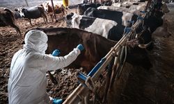 Tarım ve Orman Bakanlığı şap hastalığının kontrol altına alındığını bildirdi: