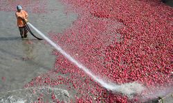 Tescilli turplar hasat ediliyor