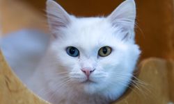 Koruma altındaki Van kedileri