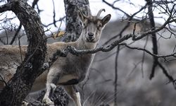 Yaban keçileri Munzur Vadisi'ne indi