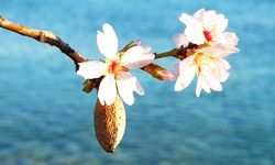 Datça'da badem ağaçları çiçek açtı