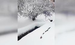 İmamın kedilere çağrısı