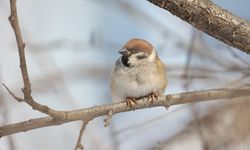 Rusya'da serçe sayımı devam ediyor