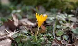 Kırklareli'nde bahar renkleri Istranca ormanlarını süsledi