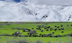 Hakkari'nin bir tarafında bahar diğer tarafında kış yaşanıyor