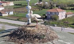 Samsun’da cami kubbesi 15 yıldır leyleklere yuva oluyor