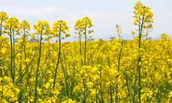 Amasya'da sarıya boyanan kanola tarlaları görsel şölen sunuyor