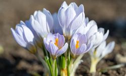 Kars'ta "baharın müjdecisi" kar çiçekleri açtı