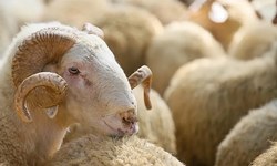 2026 Yılı Vekaletle Kurban bedelleri açıklandı