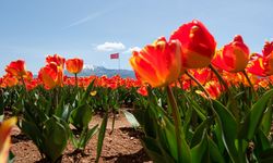 Karaman lale tarlalarıyla ziyaretçi çekiyor