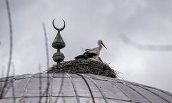 Baharın müjdecisi leylekler, cami kubbesine 16 yıldır yuva yapıyor