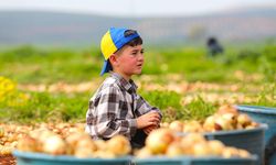 Hatay'da turfanda soğan hasadına başlandı