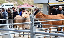 Kurban pazarlarında hareketlilik başladı
