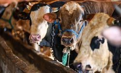 10 soruda vekaletle kurban kesimi