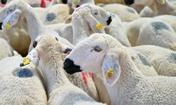 Bayramda yaklaşık 3,3 milyon kurbanlık kesilmesi bekleniyor