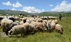 Göçerler yaylalarda konaklamaya başladı