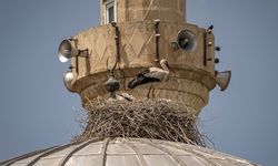 Yuvalarını cami kubbesine taşıdılar