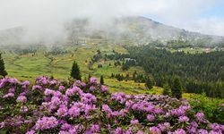 Sis Dağı Yaylası çiçeklerle renklendi