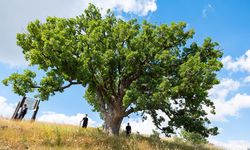 554 yıllık anıt ağaç köylülere emanet
