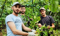 Din görevlileri Kur'an Kursu için fındık topladı