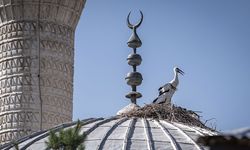 Erzurum'da mahalleli tarafından yaptırılan cami leyleklere "yuva" oldu