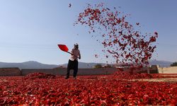 Gaziantep'te kırmızı biberler güneş altında kurutuluyor