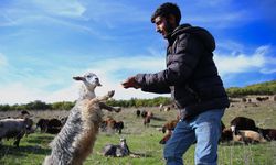 Göçerlerin Bingöl yaylalarından Diyarbakır'a bir ay sürecek yolculuğu başladı