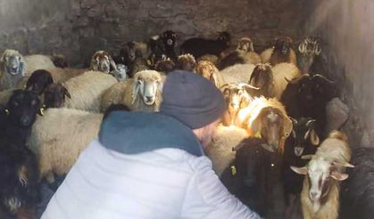 Güroymak'ta köylüler deprem bölgesi için koyunlarını bağışladı