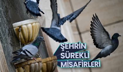 Şehrin sürekli misafirleri güvercinler