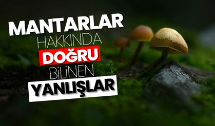 Mantarlar hakkında doğru bilinen yanlışlar