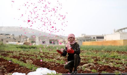 İdlib'deki gül bahçeleri, zorla yerinden edilen sivillere umut oluyor