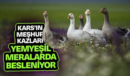 Kars’ın meşhur kazları yemyeşil meralarda besleniyor