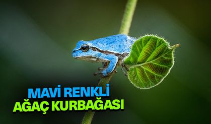 Mavi renkli ağaç kurbağası