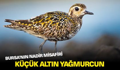 Bursa’nın misafiri küçük altın yağmurcun