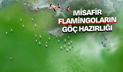 Misafir flamingoların göç hazırlığı