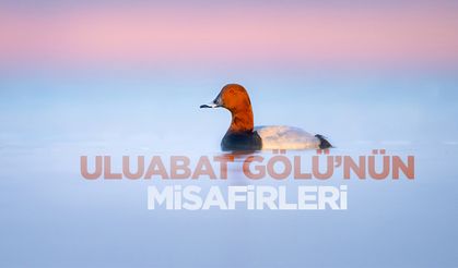 Uluabat Gölü'ndeki 11 ada kuşlara ev sahipliği yapıyor
