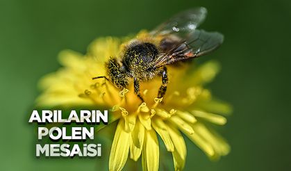 Arıların polen toplama mesaisi