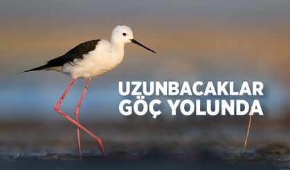 Uzunbacaklar göç yolunda