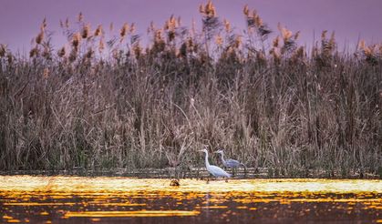 Uluabat Gölü’nde kışlayan balıkçıllar