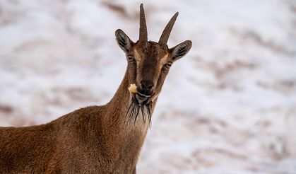 Adıyaman'da yaban keçileri görüntülendi