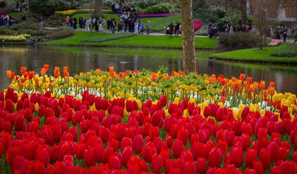 Hollanda'da dünyanın en büyük lale bahçelerinden Keukenhof, 77'inci kez ziyarete açıldı