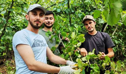 Din görevlileri Kur'an Kursu için fındık topladı