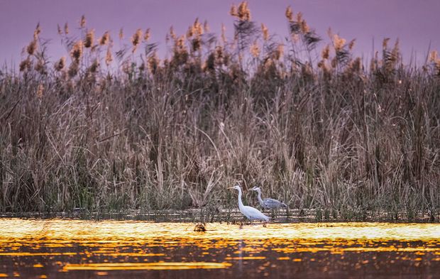 Uluabat Gölü’nde kışlayan balıkçıllar