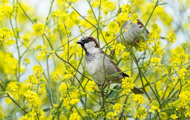 Yurtta bahar havası