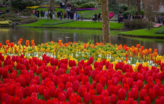 Hollanda'da dünyanın en büyük lale bahçelerinden Keukenhof, 77'inci kez ziyarete açıldı