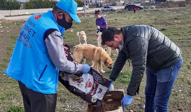 Bu kez sokak hayvanları için seferber oldular