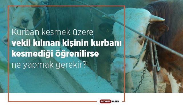 Kurban kesmek üzere vekil kılınan kişinin kurbanı kesmediği öğrenilirse ne yapmak gerekir?