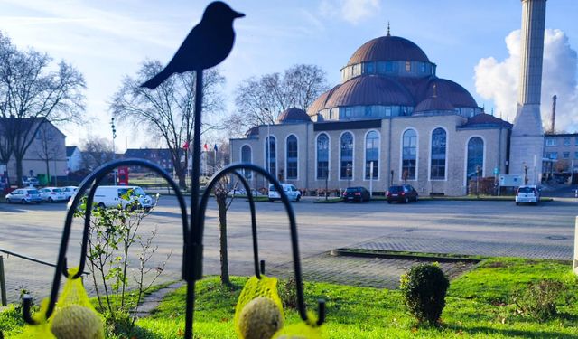 Duisburg Merkez Camii gençleri sokak hayvanları için yem bıraktı