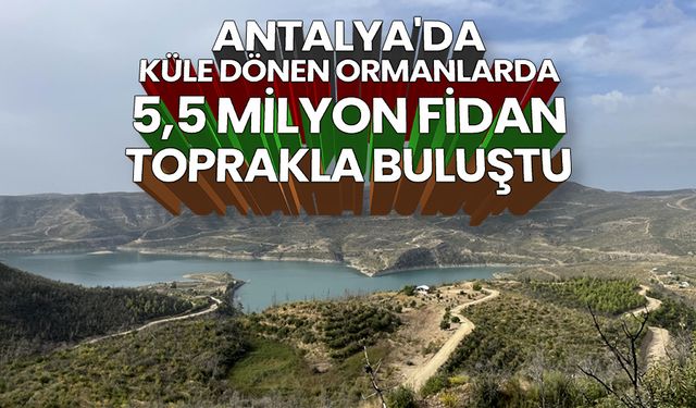 Antalya'da küle dönen ormanlarda 5,5 milyon fidan toprakla buluştu
