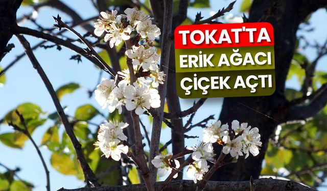 Tokat'ta erik ağacı çiçek açtı